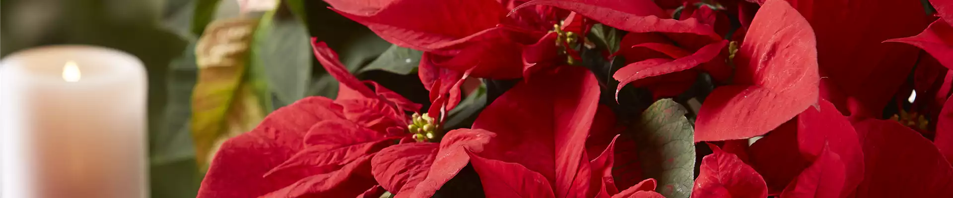 BLüHENDE GESCHENKIDEEN!