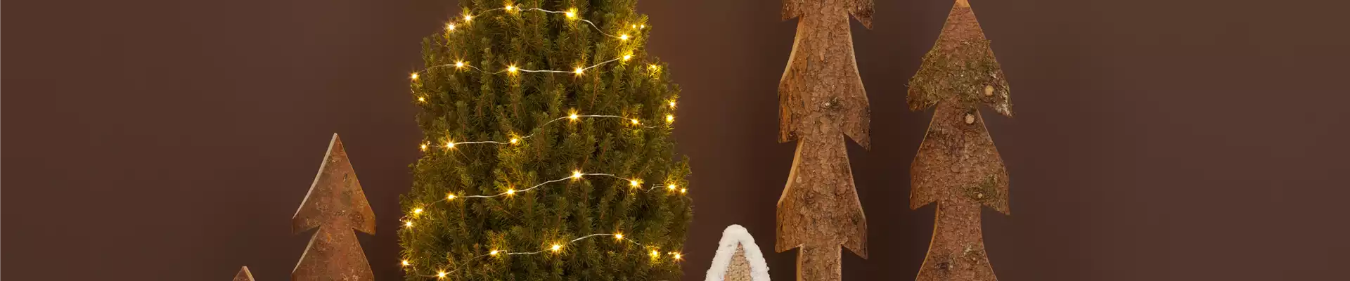 Picea glauca 'Conica'