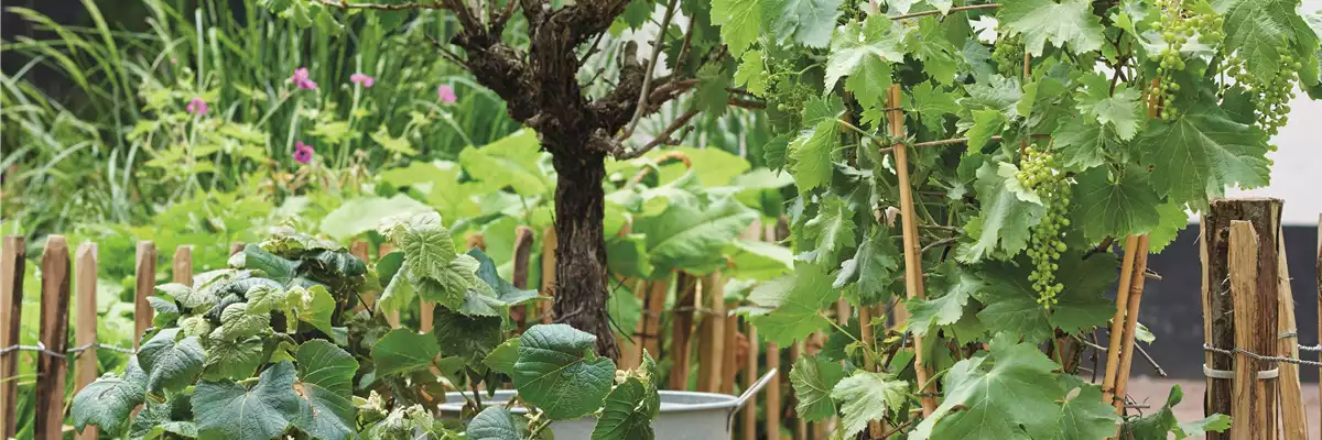 MEDITERRANE KüBELPFLANZEN! 