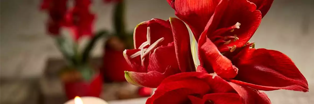 AMARYLLIS