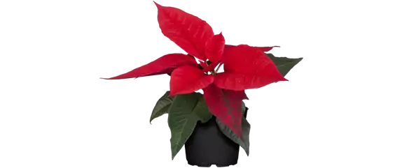 WEIHNACHTEN BEGINNT ZUHAUSE!