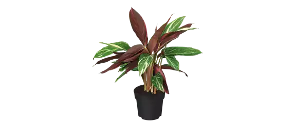 IM GLANZ DER ELEGANZ!