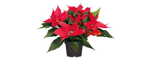 WEIHNACHTEN BEGINNT ZUHAUSE!