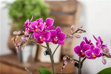 Pflanze des Monats Januar: Orchidee