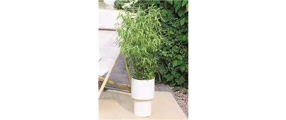 NATÜRLICH SCHÖN! GRÄSER FÜR EIN STILVOLLES GARTENAMBIENTE. 