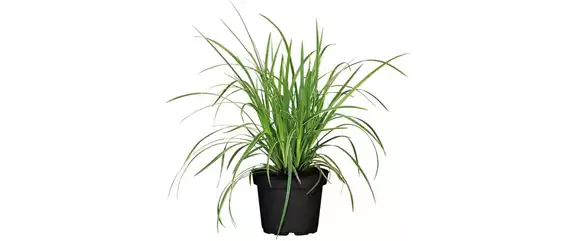 NATÜRLICH SCHÖN! GRÄSER FÜR EIN STILVOLLES GARTENAMBIENTE. 