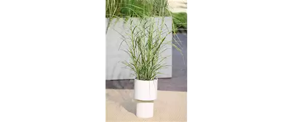 NATÜRLICH SCHÖN! GRÄSER FÜR EIN STILVOLLES GARTENAMBIENTE. 