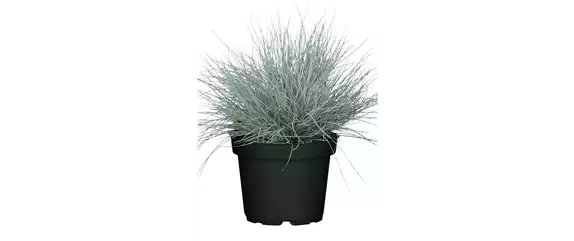 NATÜRLICH SCHÖN! GRÄSER FÜR EIN STILVOLLES GARTENAMBIENTE. 