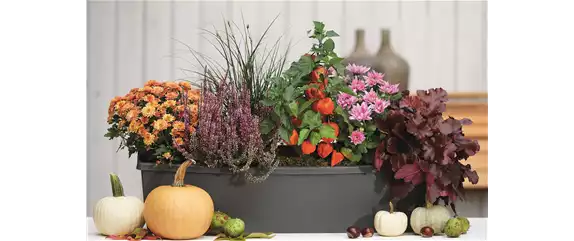 FARBEN VOLLER HERBSTGEFÜHL! 