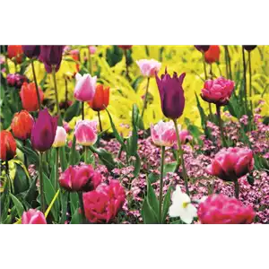 FRüHLING BEGINNT IM HERBST!